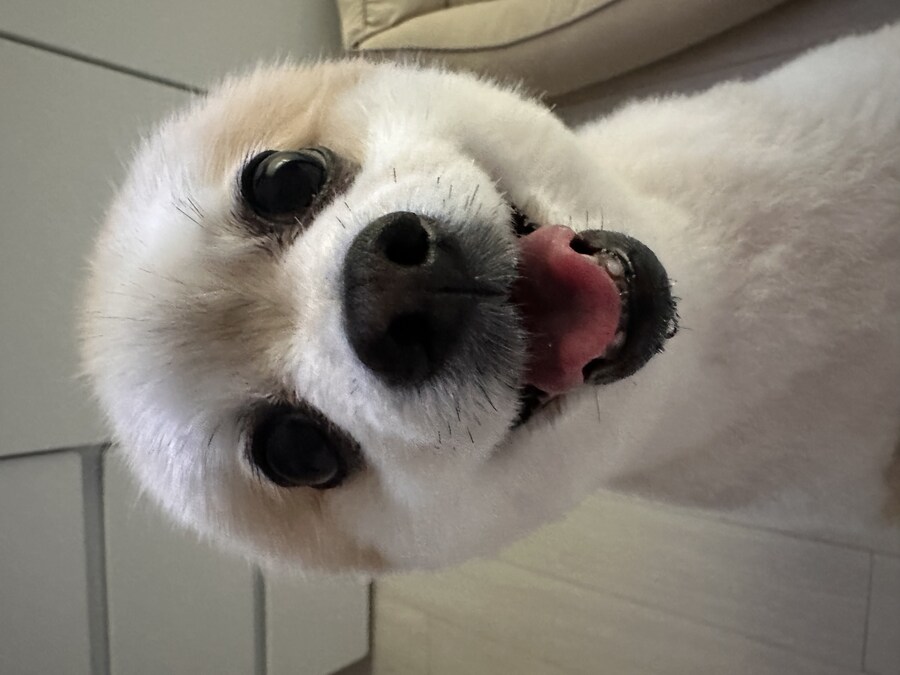 우리집 털복숭이 증멍사진_3.jpg