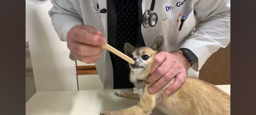 치와와 쓰다듬는짤 비하인드가 있었네 ㅋㅋㅋㅋ_2.jpg