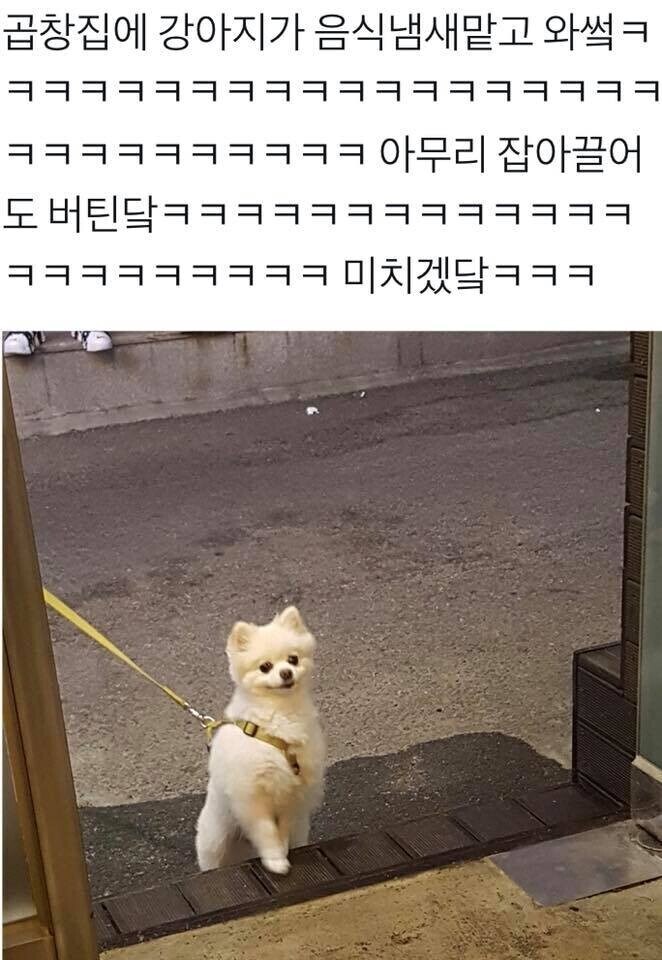 산책중인 개가 절대 못참는 거.jpg_1.jpg
