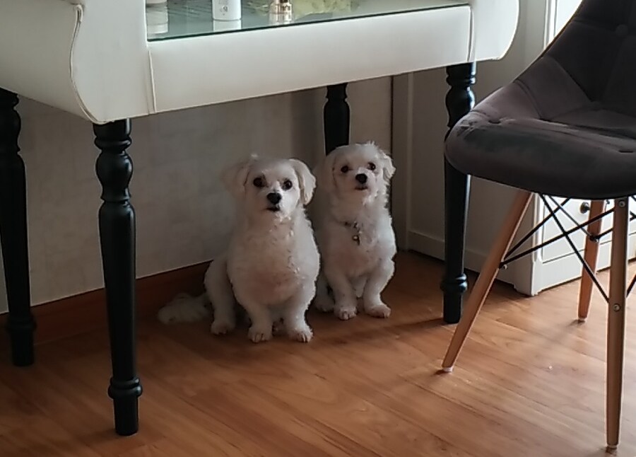 첫 애견이 죽었습니다. (사진 추가)_2.jpg