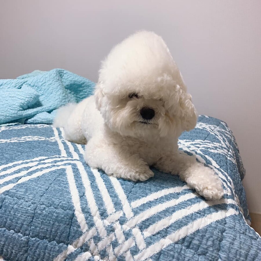 자다 일어난 강아지들.jpg_2.jpg