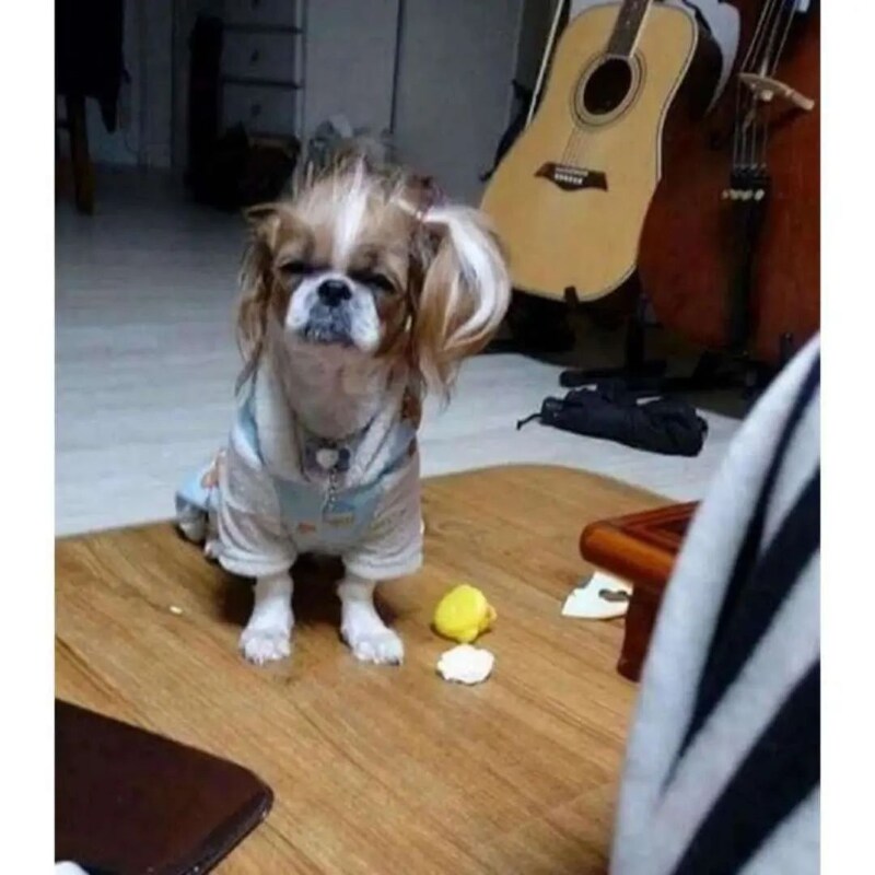 자다 일어난 강아지들.jpg_3.png