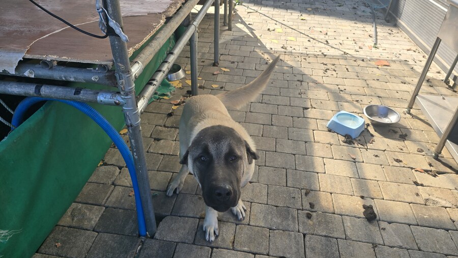 인생 첫 캉갈을 만났습니다!!! +_+_2.jpg