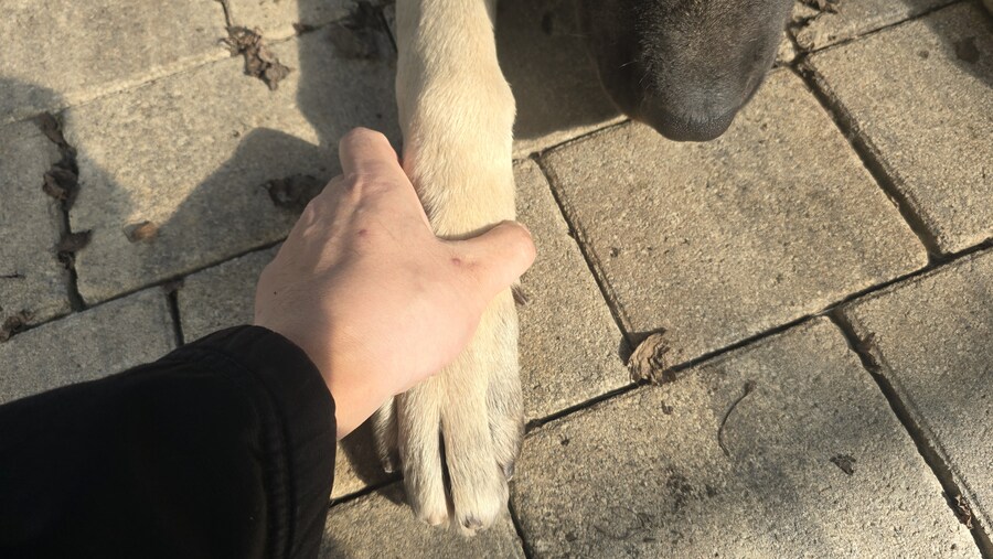 인생 첫 캉갈을 만났습니다!!! +_+_5.jpg