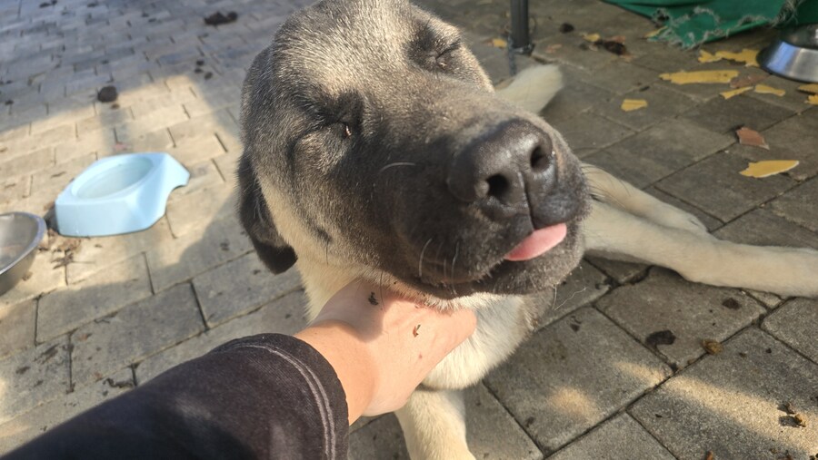 인생 첫 캉갈을 만났습니다!!! +_+_9.jpg