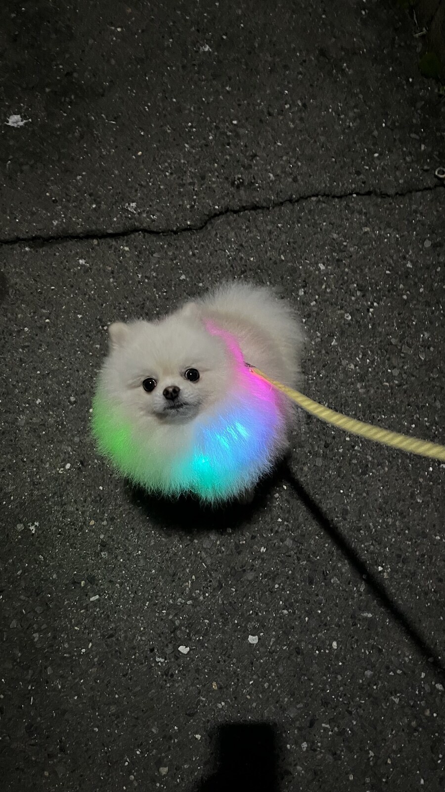 버튜버) 맙소사! 이제 빛나잖아! 샤이닝 카나데다!_1.jpg