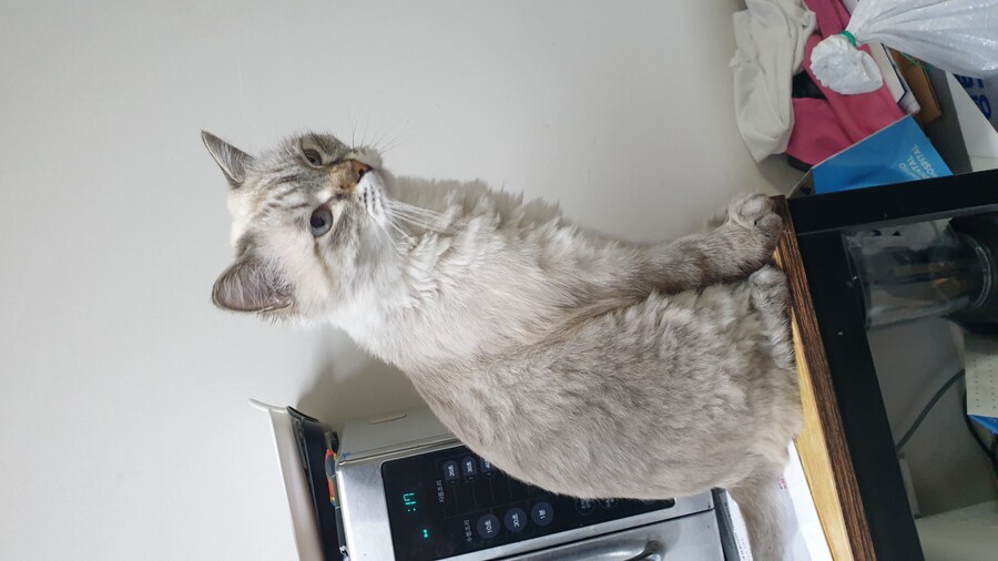 귀여움) "우리집 고양이 보고 갈래?"_5.jpg