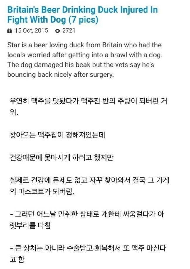 술먹고 수술받은 거위_2.jpg