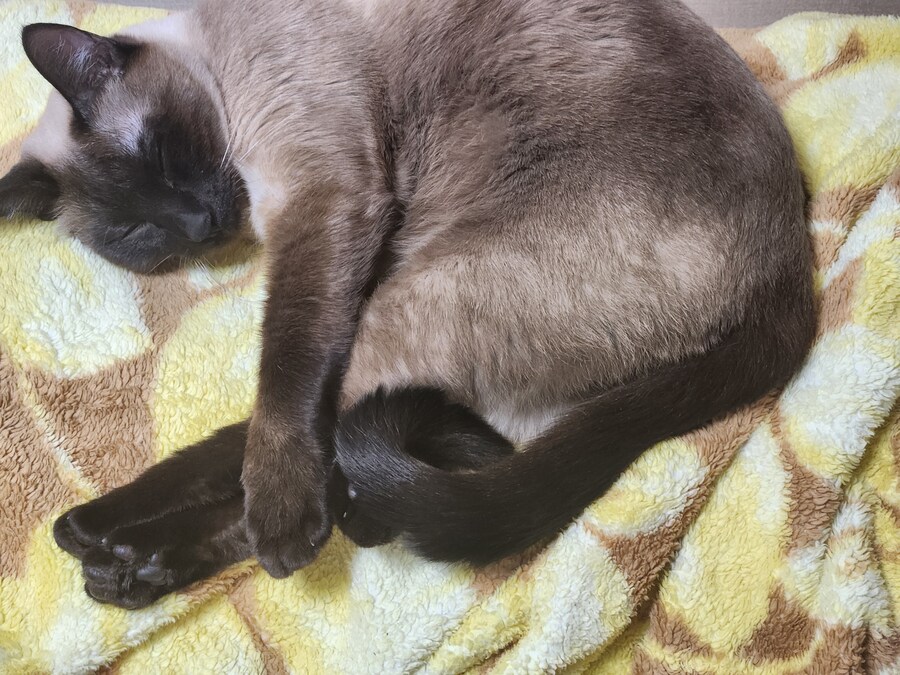 이번 설에도 부산 내려가는 기차 잘타는 고양이 모카~~~_3.jpg