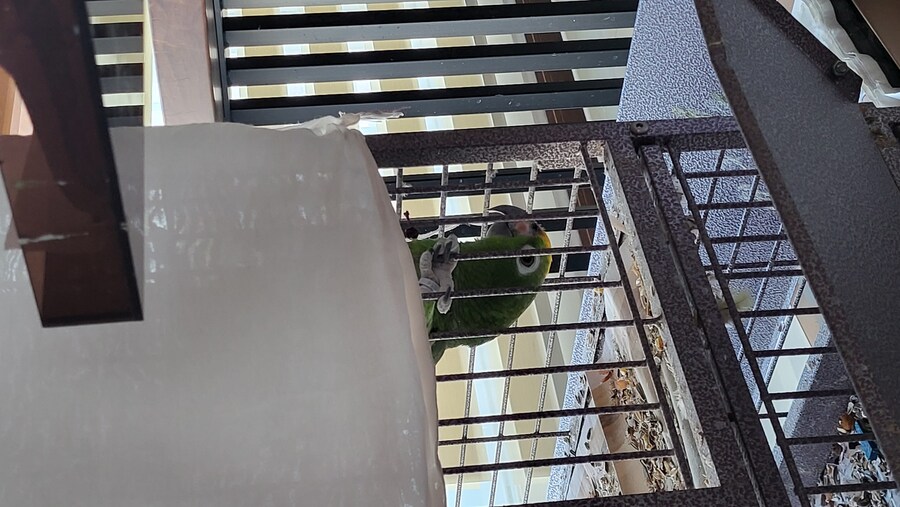 앵무새)새장 가림막을 제때 안 풀어주면 하는 행동_1.jpg