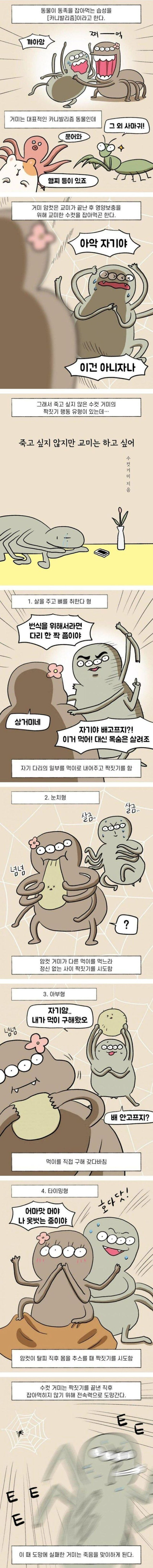 수컷거미의 교미시도방법_1.jpg