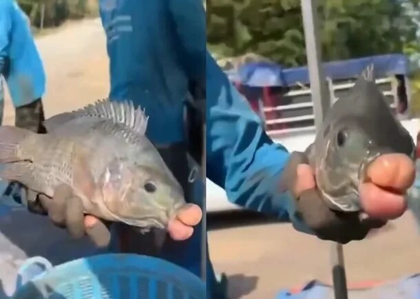 키스 부르는 입술…태국서 잡힌 '물고기' 화제_2.png