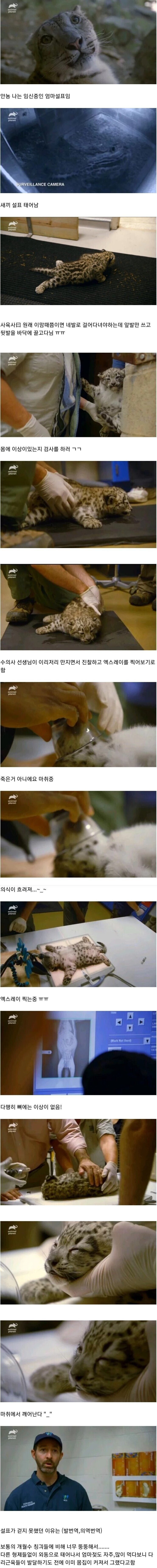 애기 설표가 못 걸어다니던 이유.jpg_1.jpg