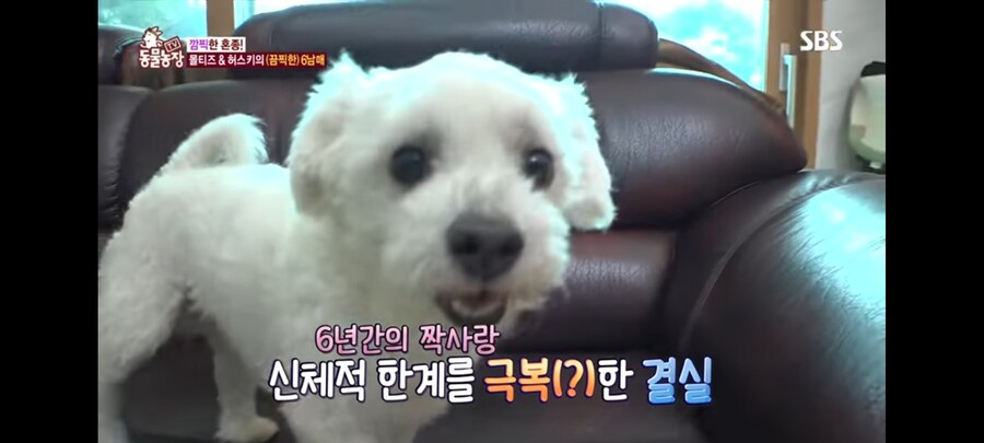 방송 5년만에 신동엽이 밝힌 방송불가였던 동물농장 말스키 탄생의 비밀_18.jpg