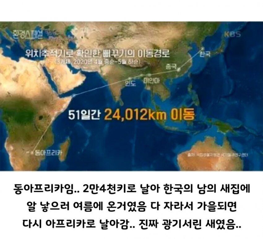 육아 회피에 진심인 새_2.jpg