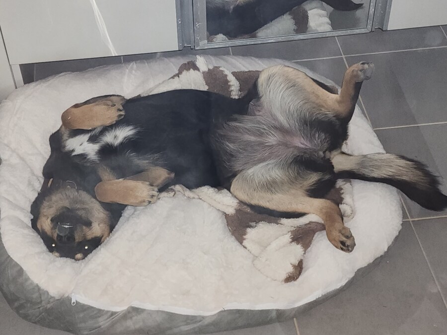 애완동물)진돗개같지 않은 진돗개_1.jpg