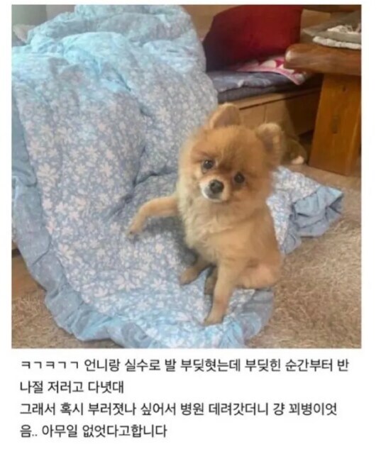 멍뭉이 공갈 사기단.jpgif_1.jpg