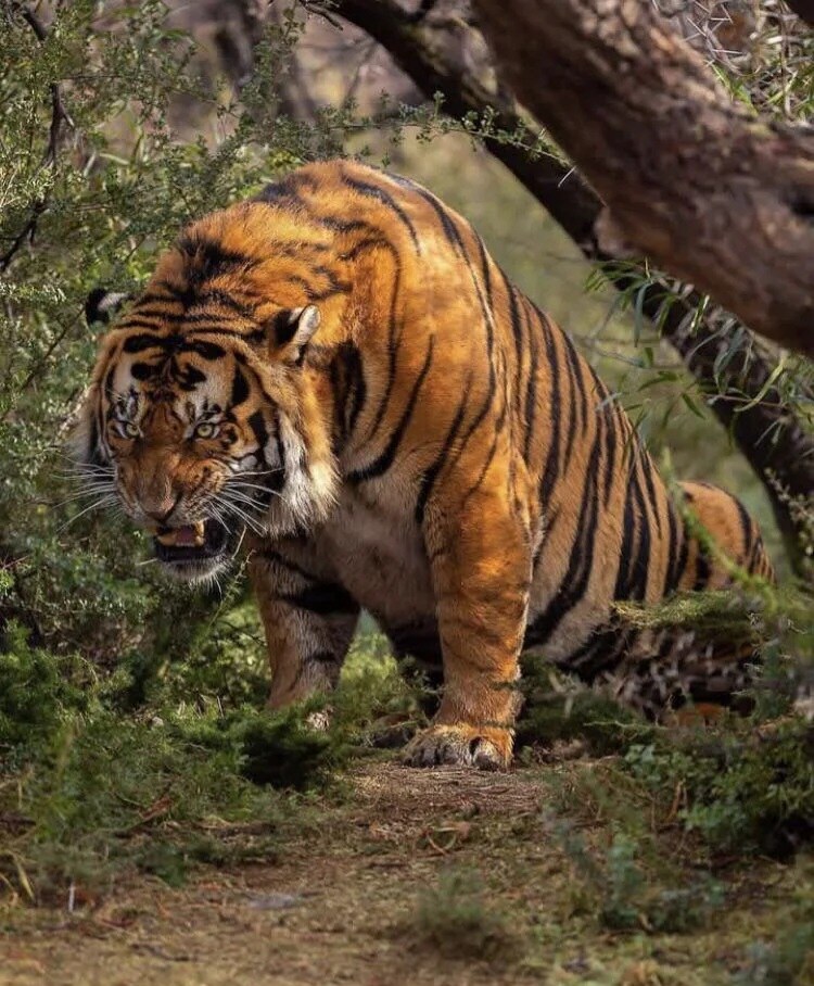 호랑이한테 물려가도 정신만 차리면 산다고요?_2.jpg