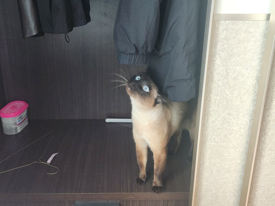 약물납치감금 당한 고양이의 최후...._8.jpg