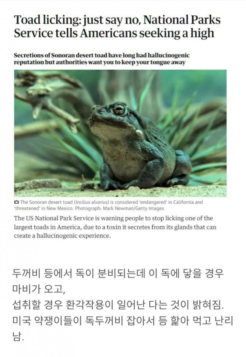 미국에서 핫하다는 독두꺼비._1.png