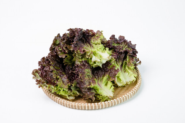 어질어질한 채소의 비밀.jpg_1.jpg