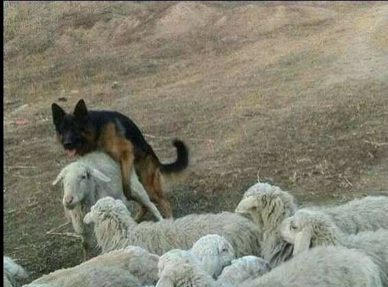 사내 복지로 암컷 구멍 자유 이용권을 얻은 수컷 경비_1.jpg