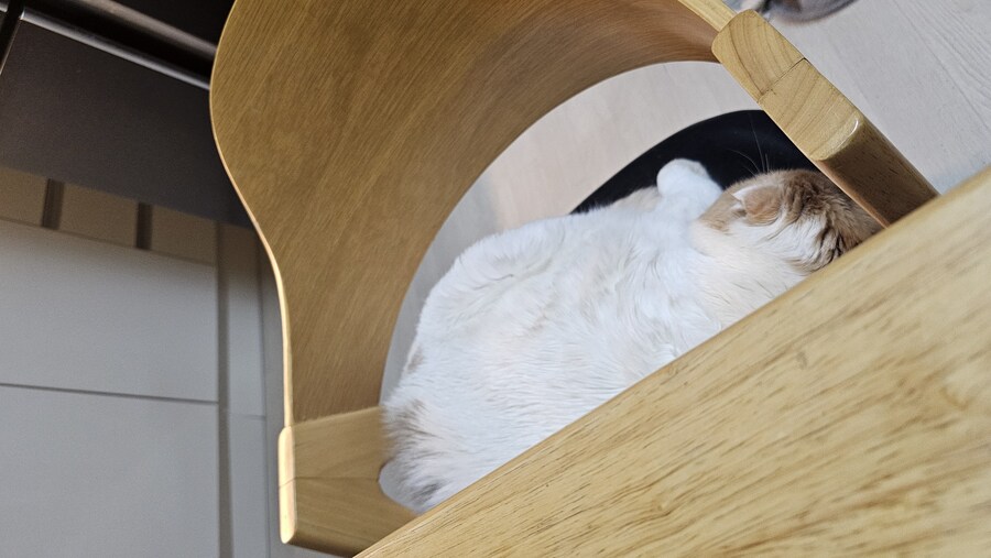 명절 고양이 근황_1.jpg