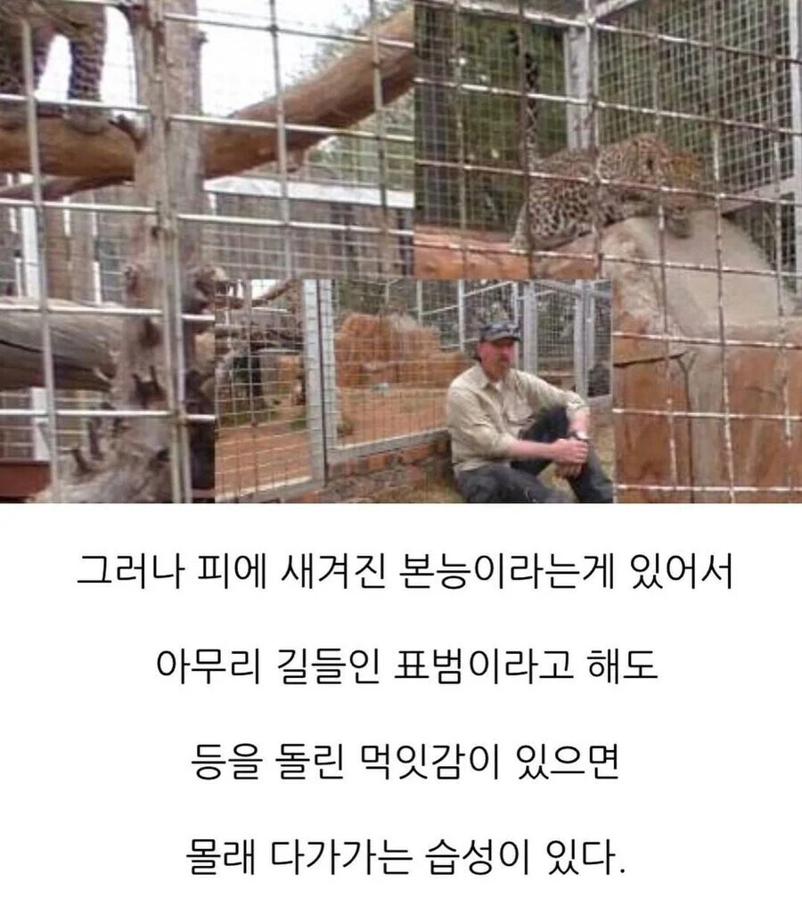 맹수들에게 등을 보이면 안되는 이유.jpg_3.jpg