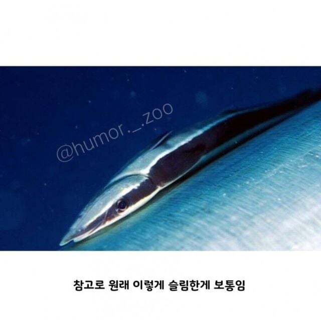 인간 덕분에 꿀빨고 있는 생물.jpg_2.jpg