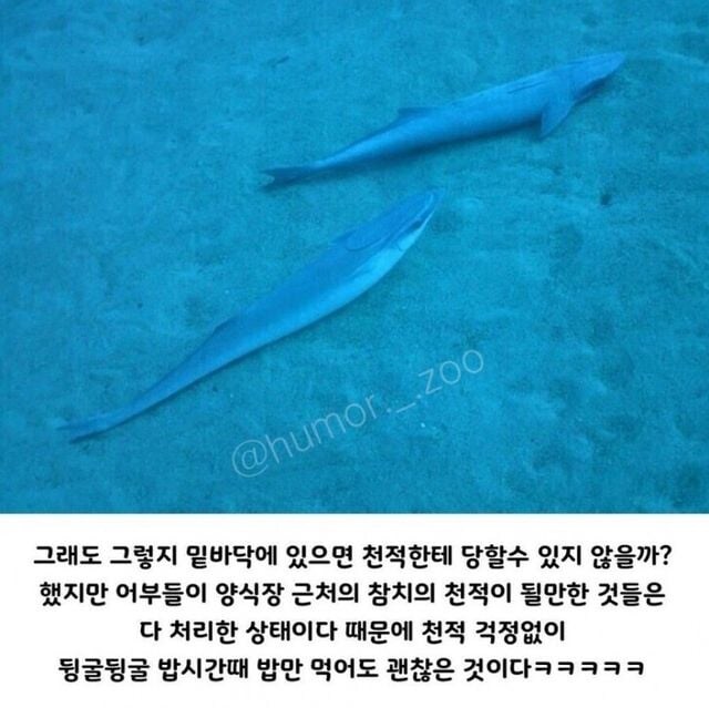 인간 덕분에 꿀빨고 있는 생물.jpg_3.jpg