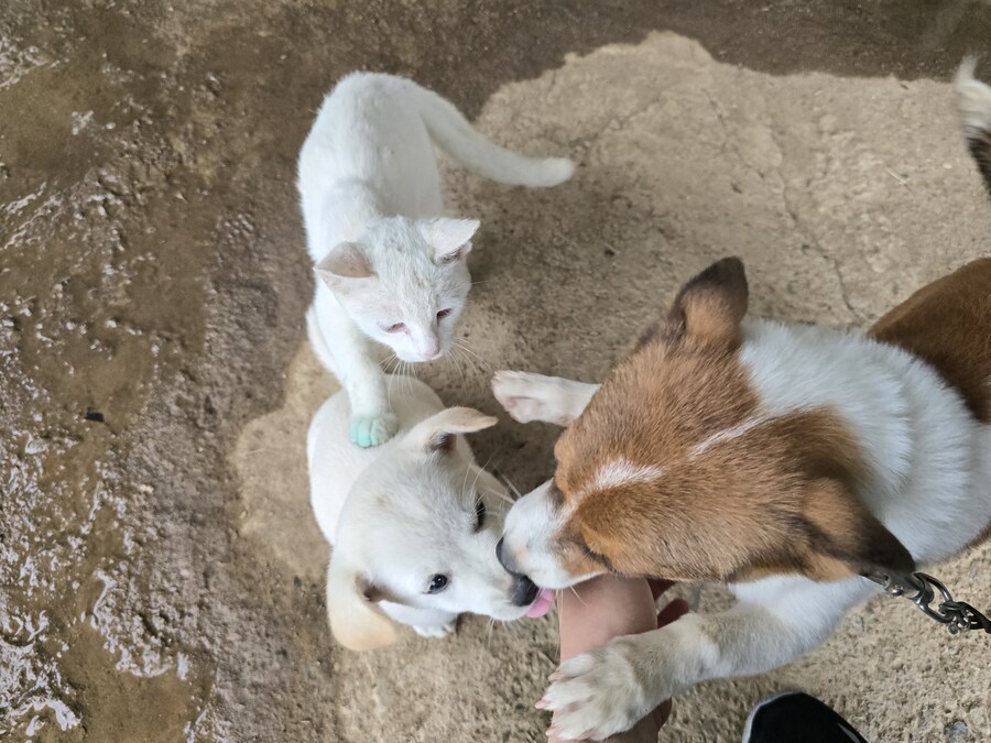 명절 큰집 시고르 자브종 근황_4.jpg