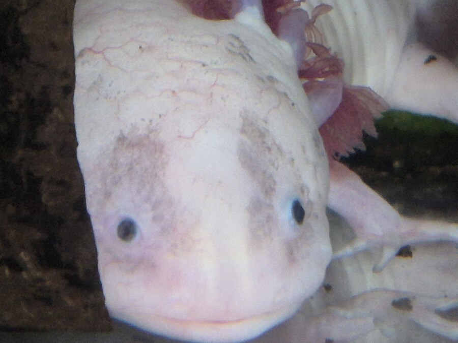 수조)자고있는 부시_1.jpg