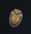 엔더 매그놀리아 모든 장비 리스트_1.png