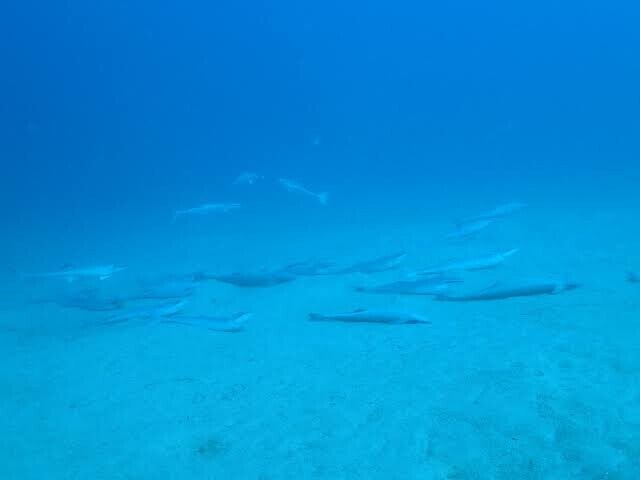 더이상 헤엄치기를 포기한 물고기의 최후_2.jpg