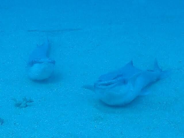 더이상 헤엄치기를 포기한 물고기의 최후_5.jpg