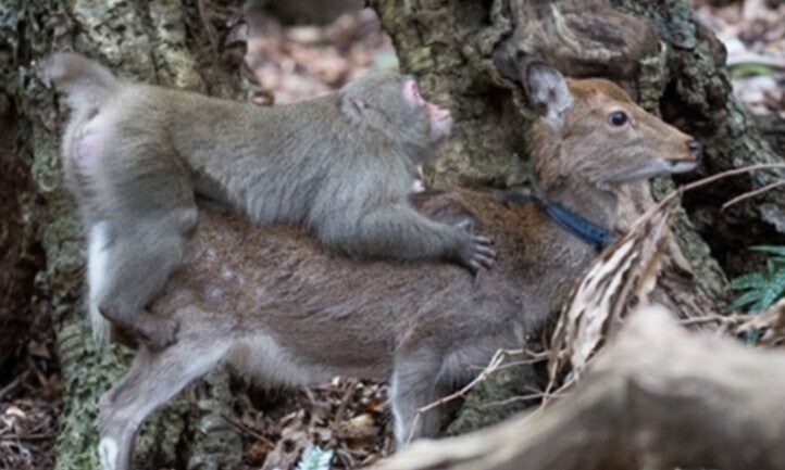 일본 원숭이와 꽃사슴의 섹수사진_1.jpg