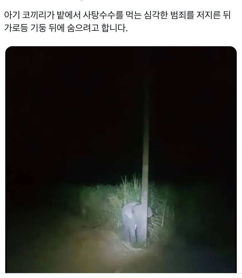 사탕수수 서리하다 발각된 아기코끼리.jpg_1.jpg