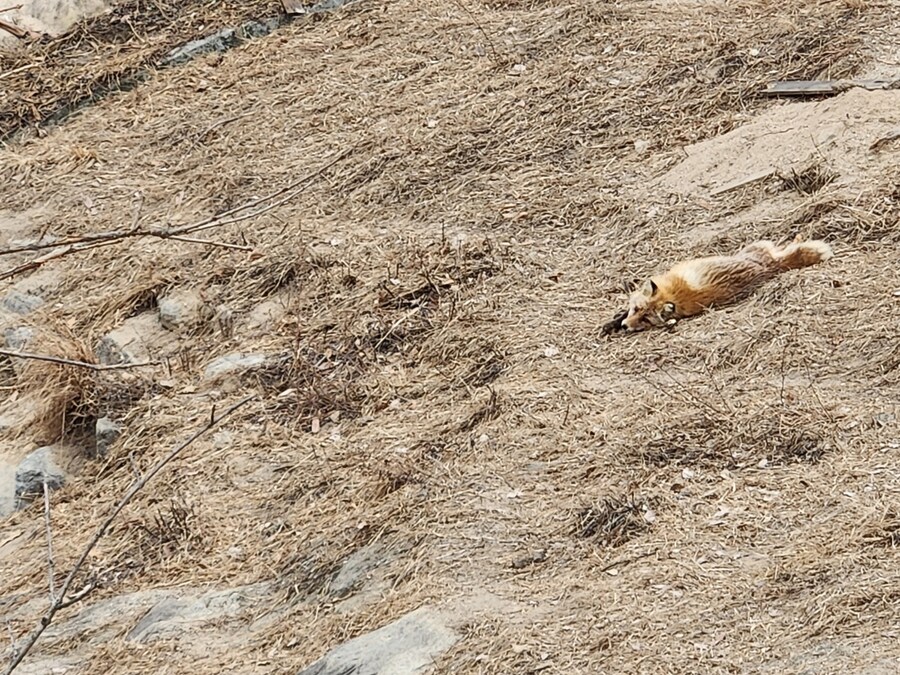 여우) 주말에 여우생태관찰원가서 대박샷찍고옴.jpg_2.jpg