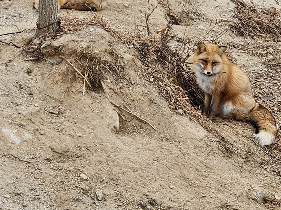 여우) 주말에 여우생태관찰원가서 대박샷찍고옴.jpg_4.jpg