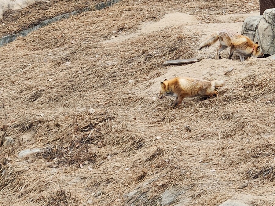 여우) 주말에 여우생태관찰원가서 대박샷찍고옴.jpg_5.jpg