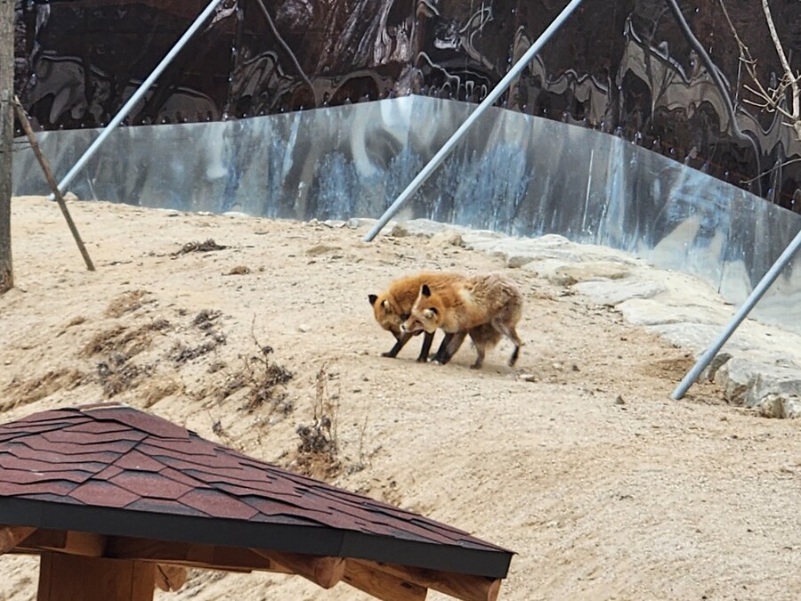 여우) 주말에 여우생태관찰원가서 대박샷찍고옴.jpg_10.jpg