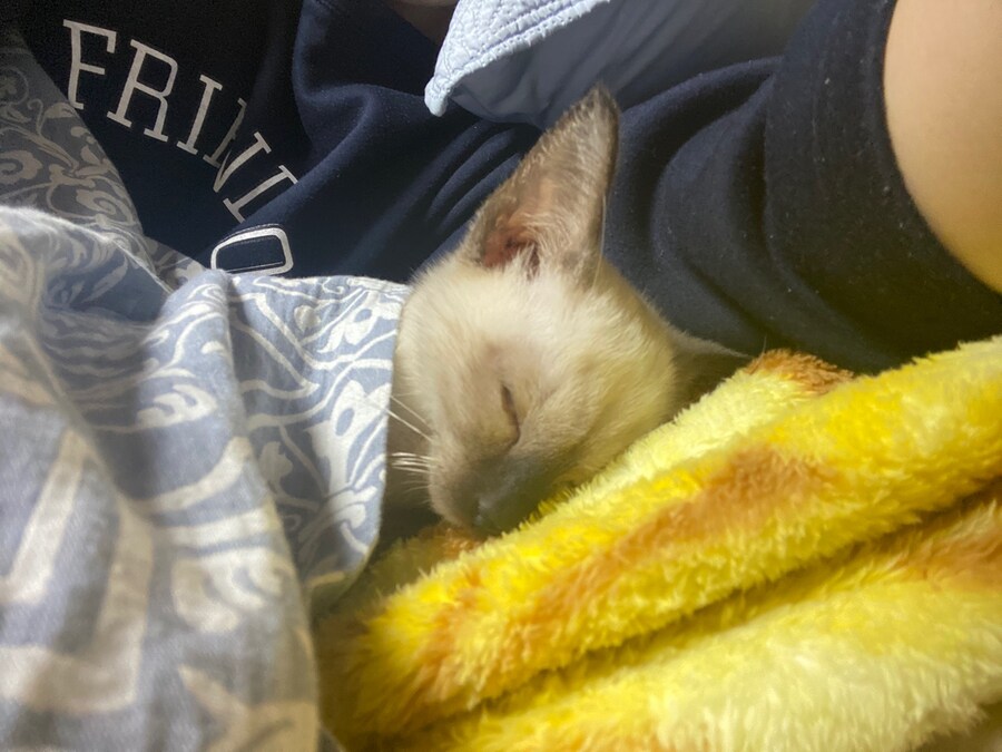 우리집 충묘 사진 좀 보세요~~~_4.jpg