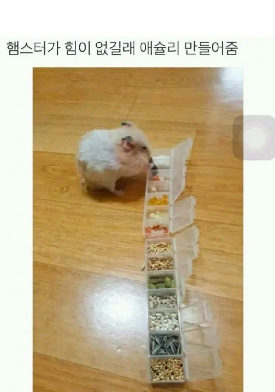 햄스터가 힘이 없길래 애슐리 만들어 줌.jpg_1.webp