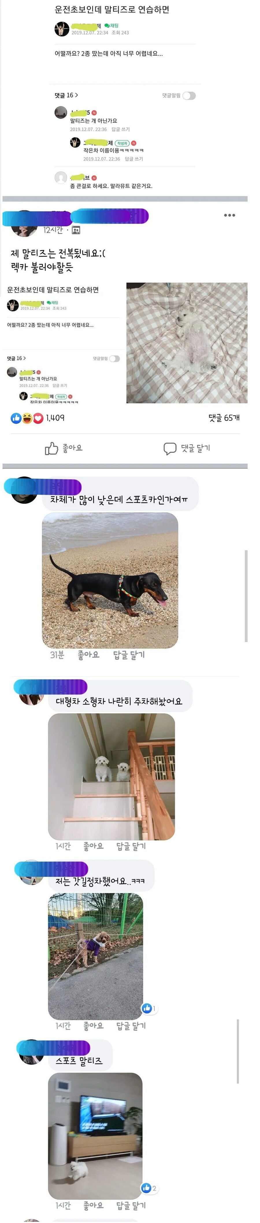 운전초보인데 말티즈로 연습해도 될까요.jpg_1.jpg