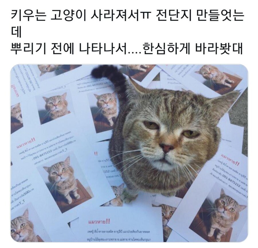 키우는 고양이가 사라져서 전단지 만들었는데..._1.jpg