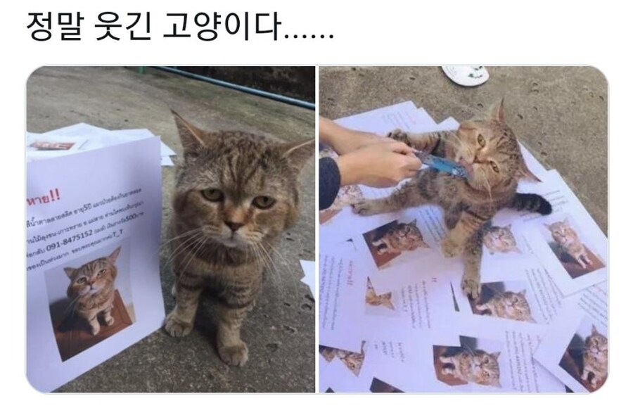 키우는 고양이가 사라져서 전단지 만들었는데..._2.jpg
