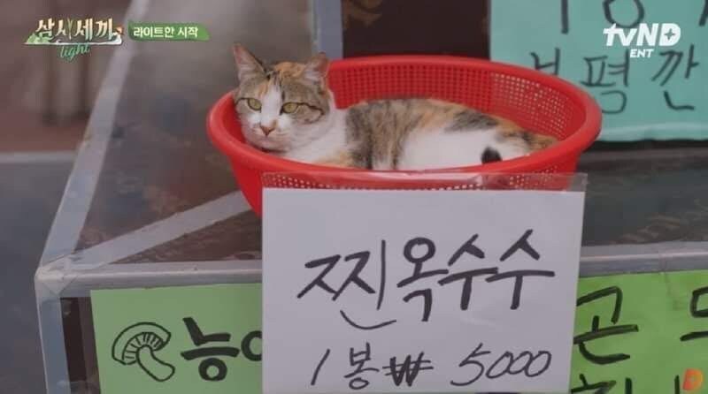 늬들은 옥수수 찔때 조심해라_1.jpg