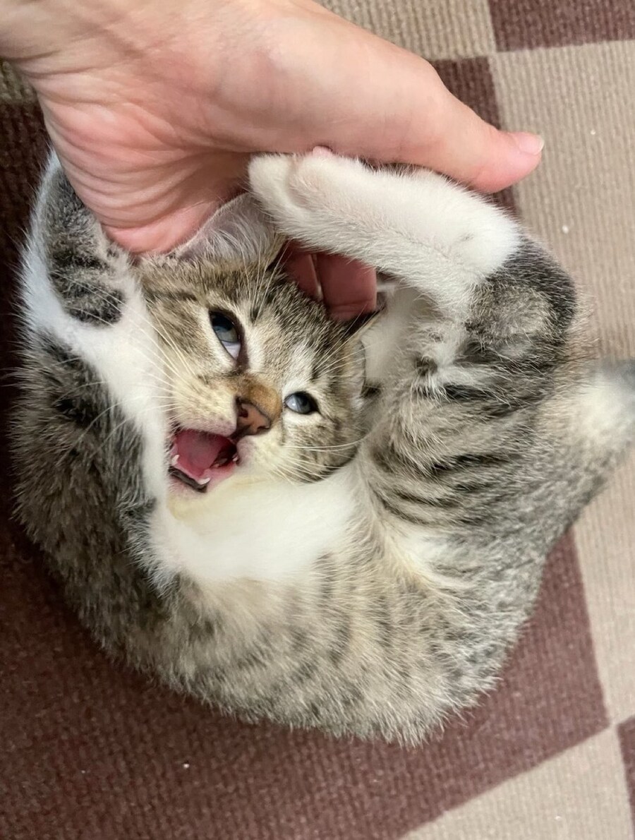 쓰다듬받는 보스_1.jpg