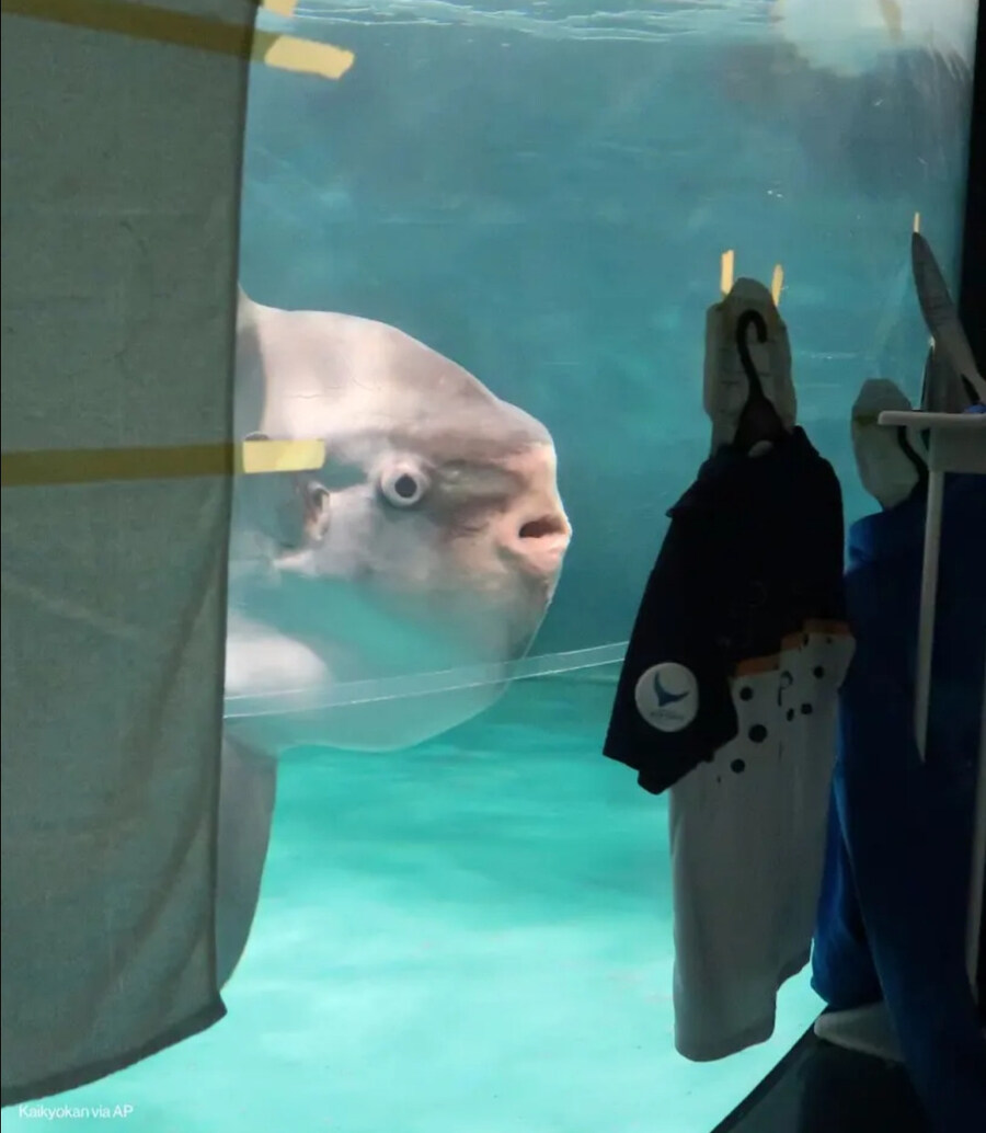 외로움에 빠진 개복치를 위한 복지_2.jpg