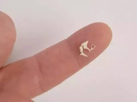 귓속 뼈의 실제 크기_1.jpg